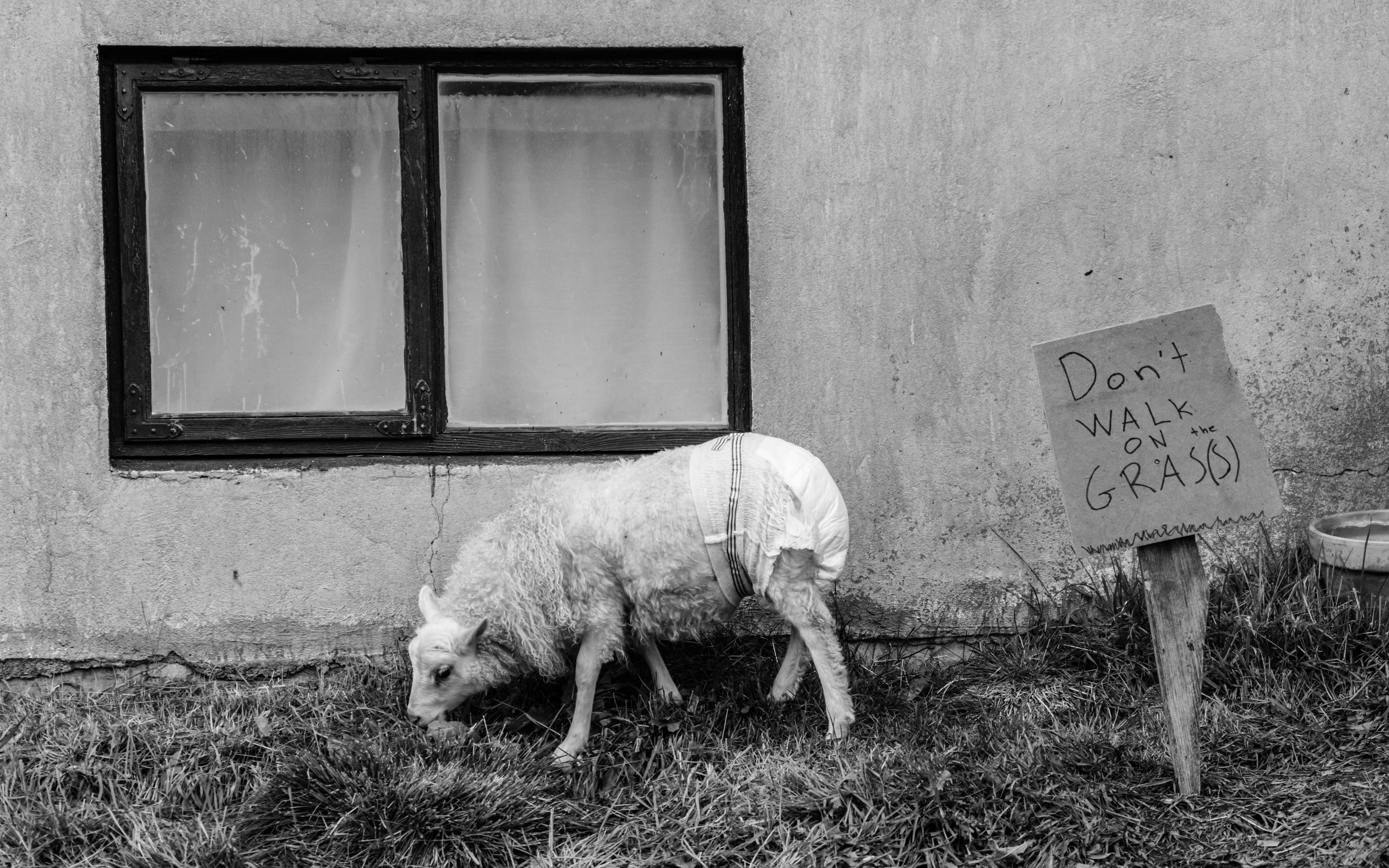 Lamb Dreams: A Note from Valdimar Jóhannsson