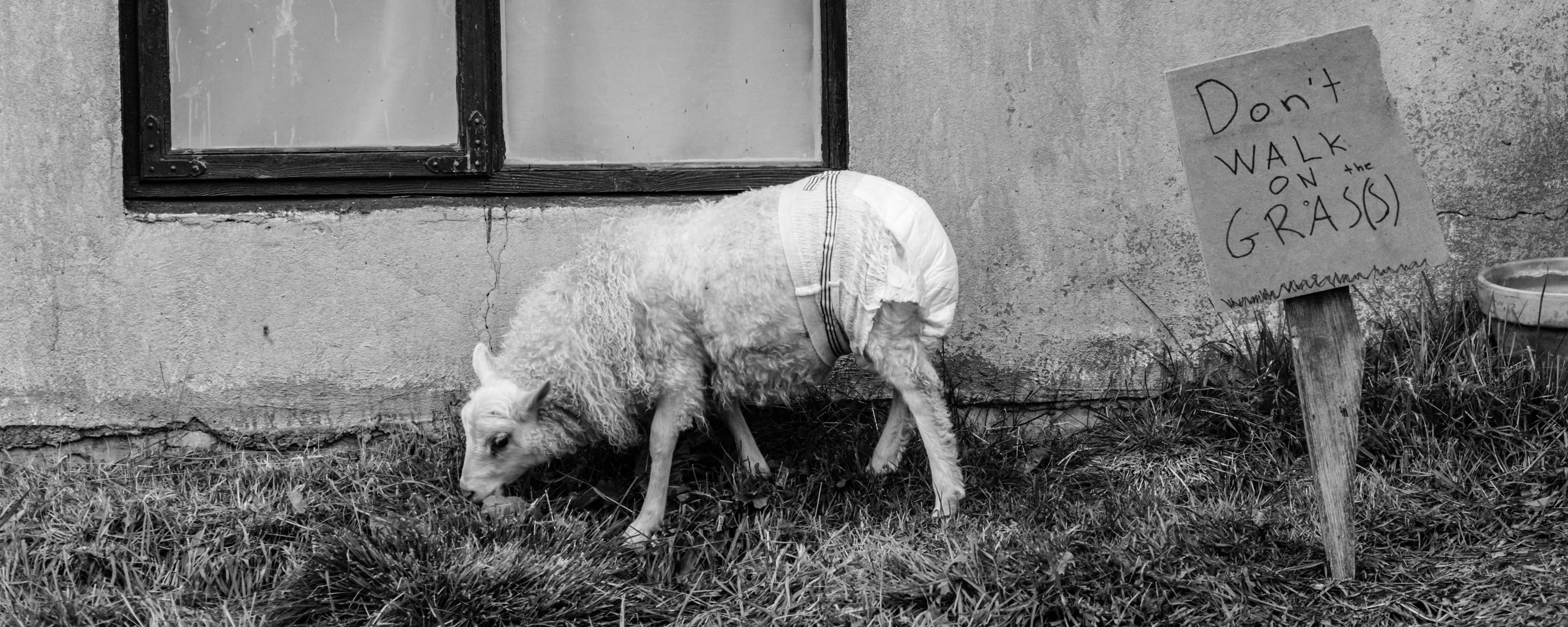 Lamb Dreams: A Note from Valdimar Jóhannsson